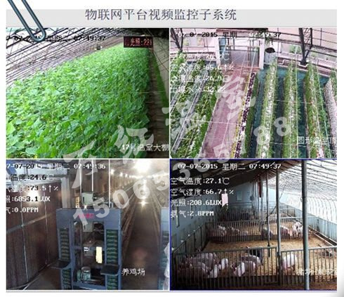 物聯網智能連棟溫室
